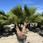 Palma vláknitá (Washingtonia filifera) – celková výška: 150-180 cm, kont. C90L (-10°C) DVOJIČKY